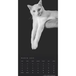 2025 Calendars|BrownTrout 2025 Portrait Series: The Regal Cat 12