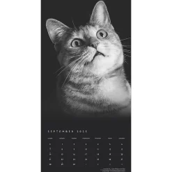 2025 Calendars|BrownTrout 2025 Portrait Series: The Regal Cat 12