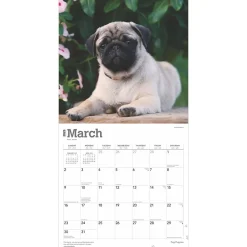 2025 Calendars|BrownTrout 2025 Pug Puppies 12