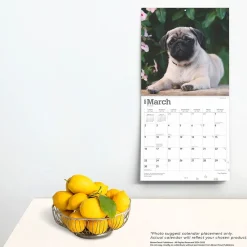 2025 Calendars|BrownTrout 2025 Pug Puppies 12