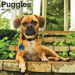 2025 Calendars|BrownTrout 2025 Puggles 12" x 12" Monthly Square Wall Calendar (9781975477578)