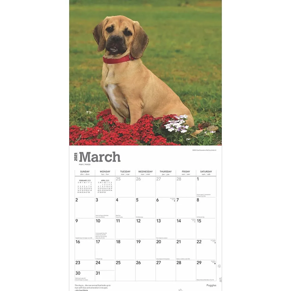 2025 Calendars|BrownTrout 2025 Puggles 12" x 12" Monthly Square Wall Calendar (9781975477578)