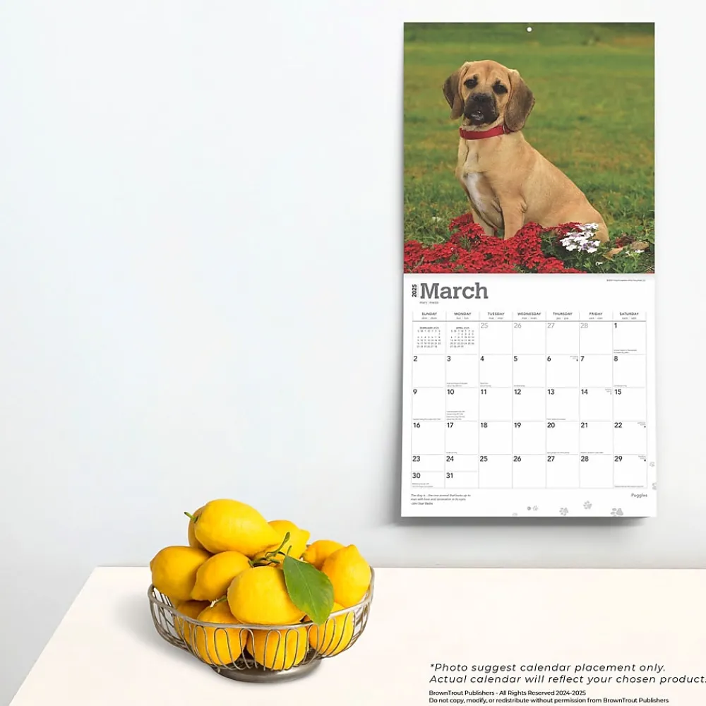2025 Calendars|BrownTrout 2025 Puggles 12" x 12" Monthly Square Wall Calendar (9781975477578)