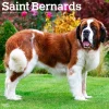 2025 Calendars|BrownTrout 2025 Saint Bernards 12" x 24" Monthly Square Wall Calendar (9781975477653)