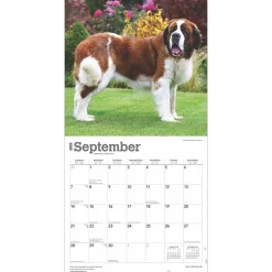 2025 Calendars|BrownTrout 2025 Saint Bernards 12