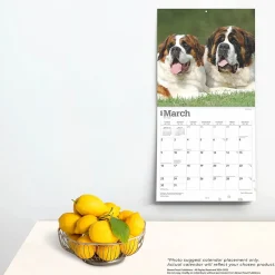2025 Calendars|BrownTrout 2025 Saint Bernards 12