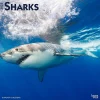 2025 Calendars|BrownTrout 2025 Sharks 12" x 12" Monthly Square Wall Calendar (9781975475697)