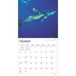 2025 Calendars|BrownTrout 2025 Sharks 12