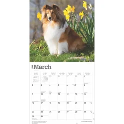 2025 Calendars|BrownTrout 2025 Shetland Sheepdogs 12