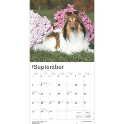 2025 Calendars|BrownTrout 2025 Shetland Sheepdogs 12