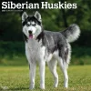 2025 Calendars|BrownTrout 2025 Siberian Huskies 12" x 24" Monthly Square Wall Calendar (9781975477776)
