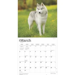 2025 Calendars|BrownTrout 2025 Siberian Huskies 12