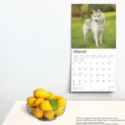 2025 Calendars|BrownTrout 2025 Siberian Huskies 12
