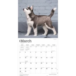 2025 Calendars|BrownTrout 2025 Siberian Husky Puppies 12