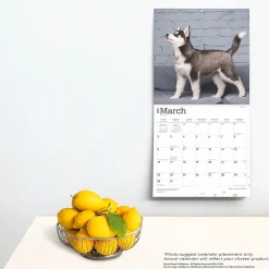 2025 Calendars|BrownTrout 2025 Siberian Husky Puppies 12