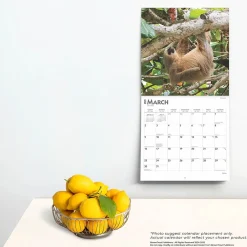 2025 Calendars|BrownTrout 2025 Sloths 12