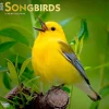 2025 Calendars|BrownTrout 2025 Songbirds 12" x 12" Monthly Square Wall Calendar (9781975477806)