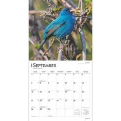 2025 Calendars|BrownTrout 2025 Songbirds 12