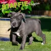 2025 Calendars|BrownTrout 2025 Staffordshire Bull Terriers Puppies 12" x 12" Monthly Square Wall Calendar (9781975475741)
