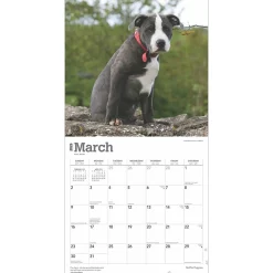 2025 Calendars|BrownTrout 2025 Staffordshire Bull Terriers Puppies 12