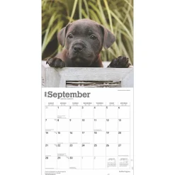 2025 Calendars|BrownTrout 2025 Staffordshire Bull Terriers Puppies 12