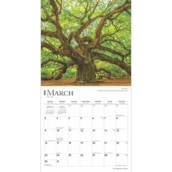 2025 Calendars|BrownTrout 2025 The Majesty of Trees 12