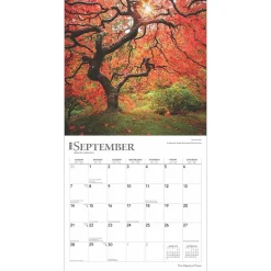 2025 Calendars|BrownTrout 2025 The Majesty of Trees 12