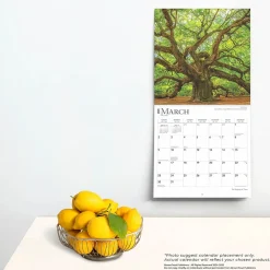 2025 Calendars|BrownTrout 2025 The Majesty of Trees 12