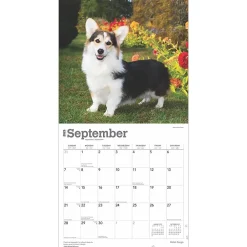 2025 Calendars|BrownTrout 2025 Welsh Corgis 12