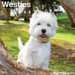 2025 Calendars|BrownTrout 2025 West Highland White Terriers 12" x 12" Monthly Wall Calendar (9781975477974)