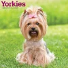 2025 Calendars|BrownTrout 2025 Yorkshire Terriers 12" x 12" Monthly Wall Calendar (9781975478001)