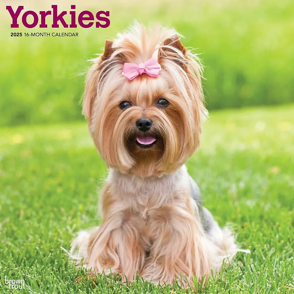 2025 Calendars|BrownTrout 2025 Yorkshire Terriers 12" x 12" Monthly Wall Calendar (9781975478001)