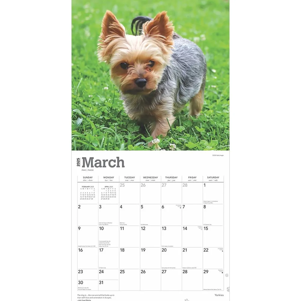 2025 Calendars|BrownTrout 2025 Yorkshire Terriers 12" x 12" Monthly Wall Calendar (9781975478001)