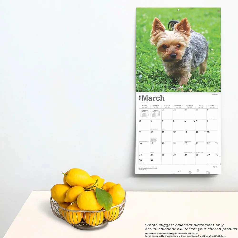 2025 Calendars|BrownTrout 2025 Yorkshire Terriers 12" x 12" Monthly Wall Calendar (9781975478001)