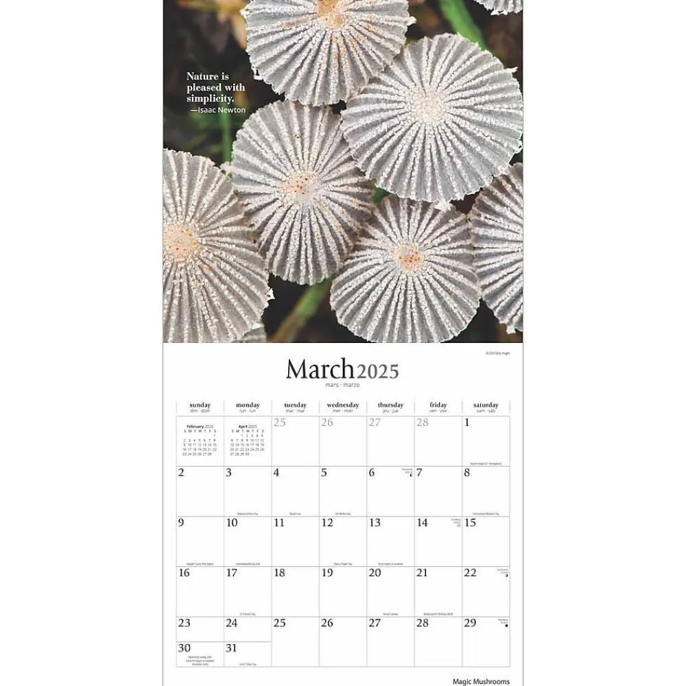 2025 Calendars|Brush Dance 2025 Magic Mushrooms 12" x 12" Monthly Square Wall Calendar (9781975478698)