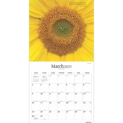 2025 Calendars|BrownTrout 2025 Brush Dance Symmetry 12