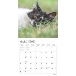 2025 Calendars|Plato 2025 I Love Cats 12