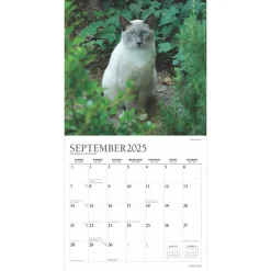 2025 Calendars|Plato 2025 I Love Cats 12
