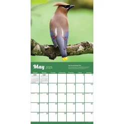 2025 Calendars|TF Publishing 2025 Backyard Birds 12