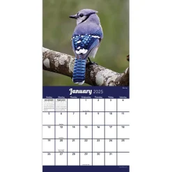 2025 Calendars|TF Publishing 2025 Backyard Birds 7
