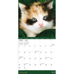 2025 Calendars|TF Publishing 2025 Kittens 7