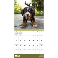 2025 Calendars|TF Publishing 2025 Puppies 7