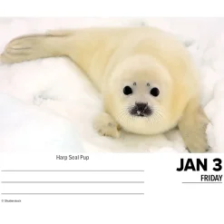 2025 Calendars|Willow Creek 2025 Baby Animals 6.2