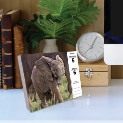 2025 Calendars|Willow Creek 2025 Baby Animals 6.2