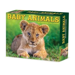 2025 Calendars|Willow Creek 2025 Baby Animals 6.2
