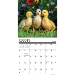 2025 Calendars|Willow Creek 2025 Baby Animals 12