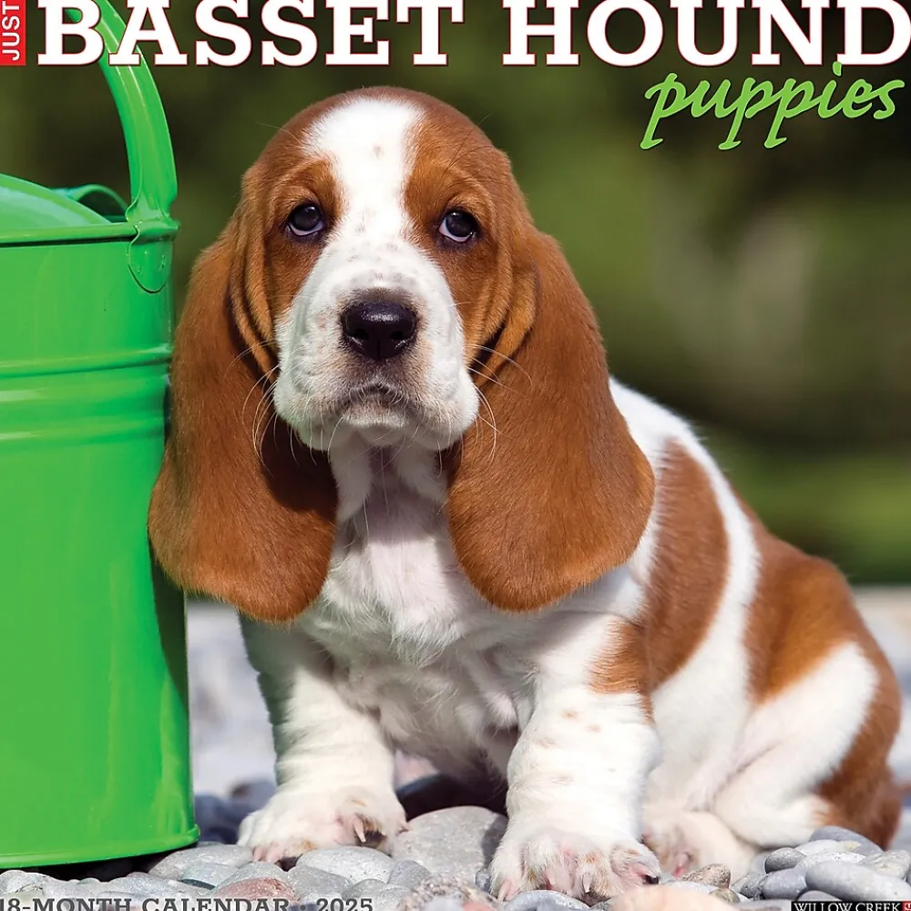2025 Calendars|Willow Creek 2025 Basset Hound Puppies 12" x 12" Yearly Wall Calendar (41598)