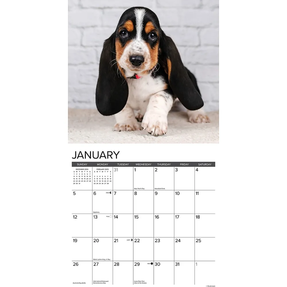 2025 Calendars|Willow Creek 2025 Basset Hound Puppies 12" x 12" Yearly Wall Calendar (41598)