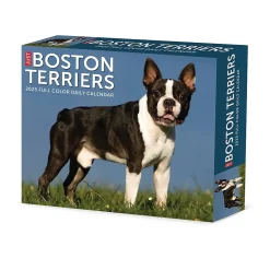 2025 Calendars|Willow Creek 2025 Boston Terriers 6" x 5.5" Day-to-Day Calendar (40683)
