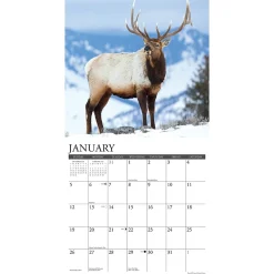 2025 Calendars|Willow Creek 2025 Bull Elk 12